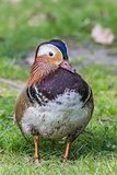Standing mandarin duck