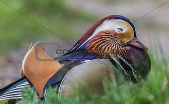 Male mandarin duck sleeping