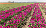 Purple tulips field