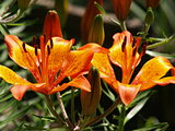 Flowered orange lily in the garden