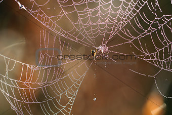 Beautiful Wide Web