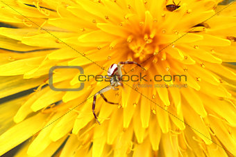macro spider on a dandelion