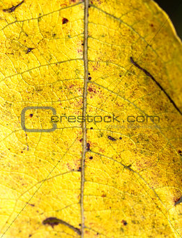 yellow leaf macro