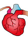 cardiac system
