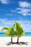 Palm trees on paradise island