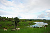 cows in bahia