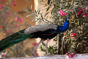 peacock of india