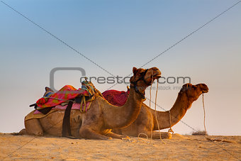 in thar desert near jaisalmer