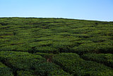 Nelliyampaty Hills Tea Fields