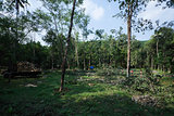 Plantation Tree Harvesting