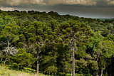 Araucaria Forest