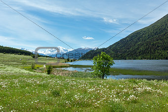 Summer dandelion meadow (Italy).