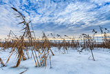 reed in winter