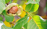 ripe walnut in opened shell 