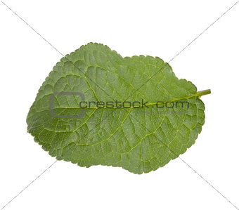 Plum leaf