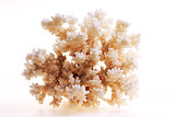 Isolated coral on white background