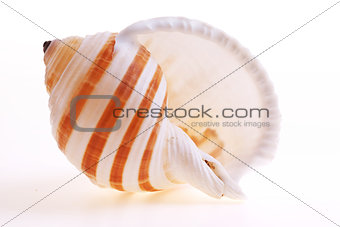 Isolated seashel on white background