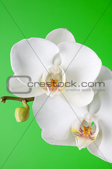 White orchid on green background