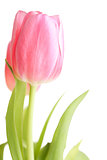 Beautiful pink tulip flowers 