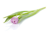 Lying pink tulip