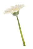 White gerbera flower