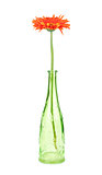 Gerbera flower in green bottle