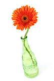 Gerbera flower in green bottle