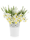 Bouquet of white daffodils in flowerpot