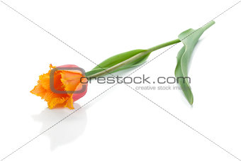 Lying orange tulip