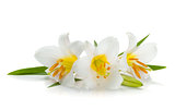 Three white lily