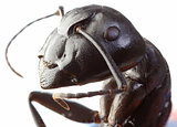 Black Garden Ant Cutout