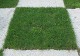 Checkered Grass
