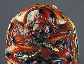 Colorado Beetle Macro `Cutout