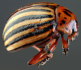 Colorado Beetle Macro Cutout