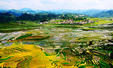 Gold rice terraces of Baping