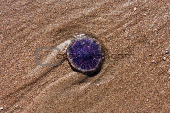 blue jellyfish on the sandy beach
