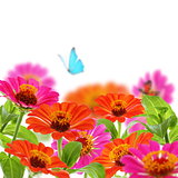 Bouquet of zinnia and blue butterfly.