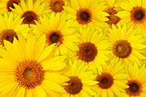Sunflowers background