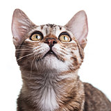 Brown Striped Kitten Close-up