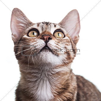Brown Striped Kitten Close-up