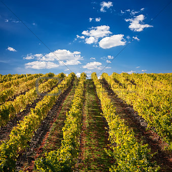 Port Wine vineyards in Portugal
