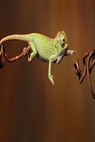 Leaping Chameleon