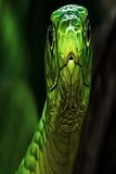 Sliver Green Snake
