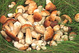 lots of fresh mushrooms