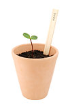 Seedling in a terracotta pot with a concept label of hope