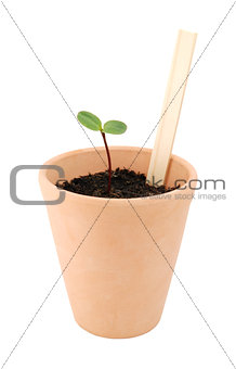 Seedling grows in a terracotta pot with a blank plant label