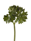english parsley