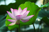 Lotus flower and plant