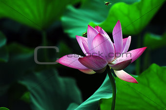 Lotus flower and plant