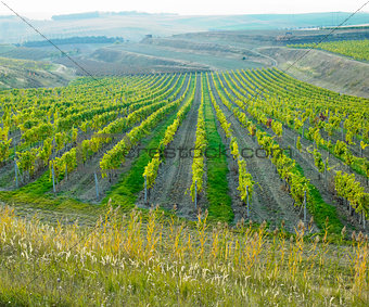 vineyard Ulehle, Livi Dubnany, Czech Republic